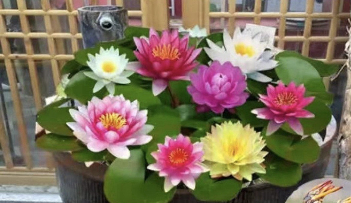 10pcs Mixed Color Bonsai Lotus Flower Seeds Indoors Outdoor Pond