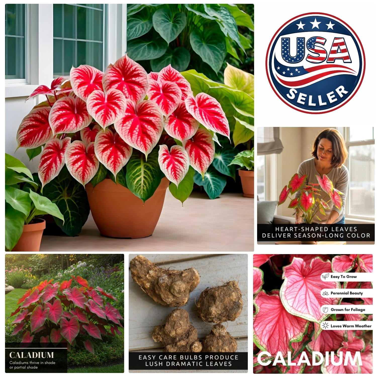 Stunning 6 Crimson Sky Caladium Bulbs – Bright Tropical Plants for Your Garden