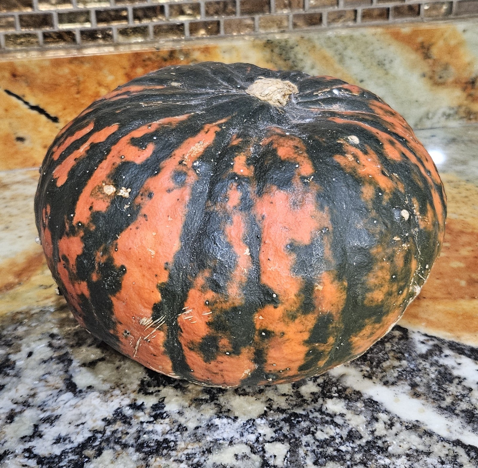 Dragonfire Pumpkin Seeds (15) / Heirloom / Florida Grown / Rare / Easy