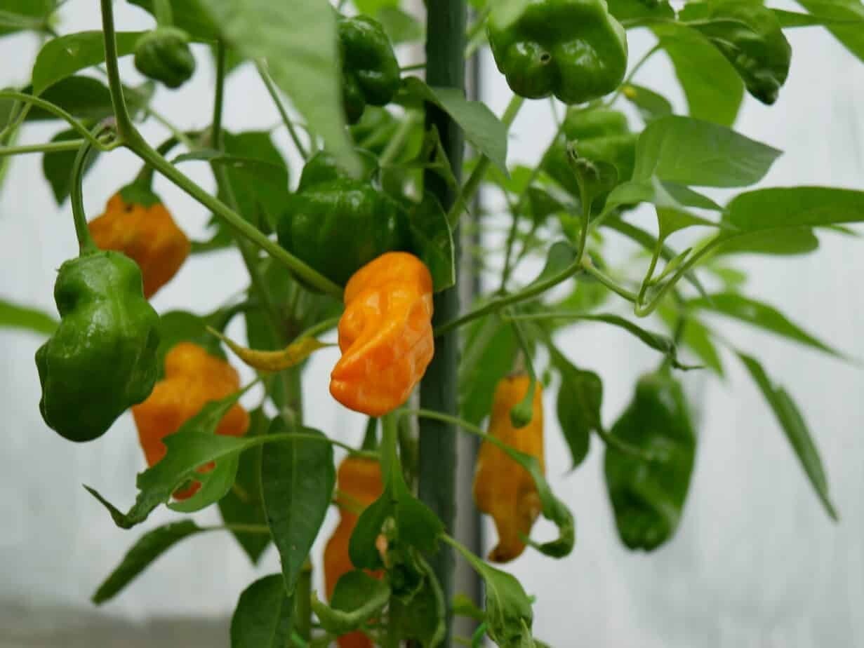 RARE✿ Italian Orange Pepperoncini Hot Pepper 10 Seeds ●Medium Heat Prolific