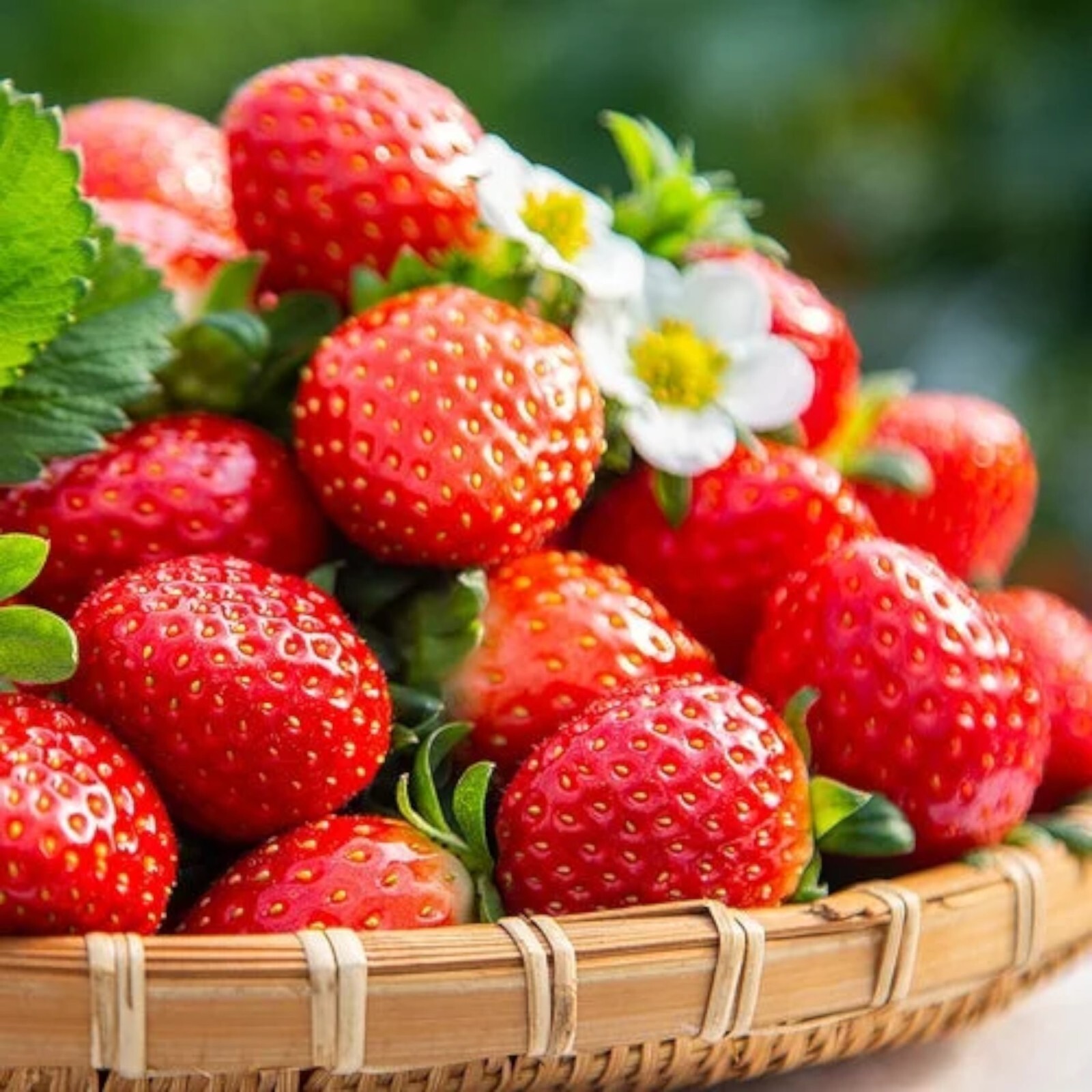 200 pcs Cream Strawberry Seeds – Hardy Perennial Herb, Fall & Spring Planting.