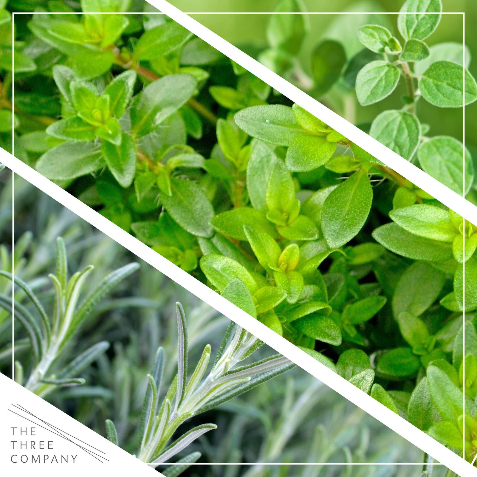 Live Aromatic and Edible Herb Assortment (Rosemary, Eucalyptus, Mint, Lemon B…