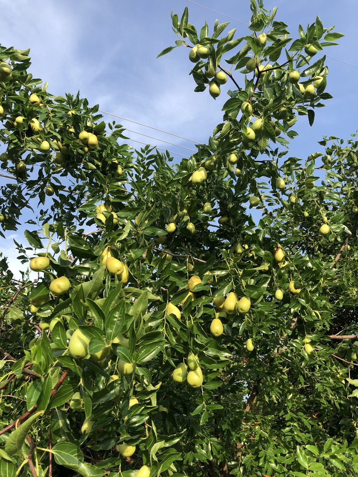 10 Organic Jujube Seeds, Extra Sweet, Fruit Trees, Superfruit Ziziphus Jujube