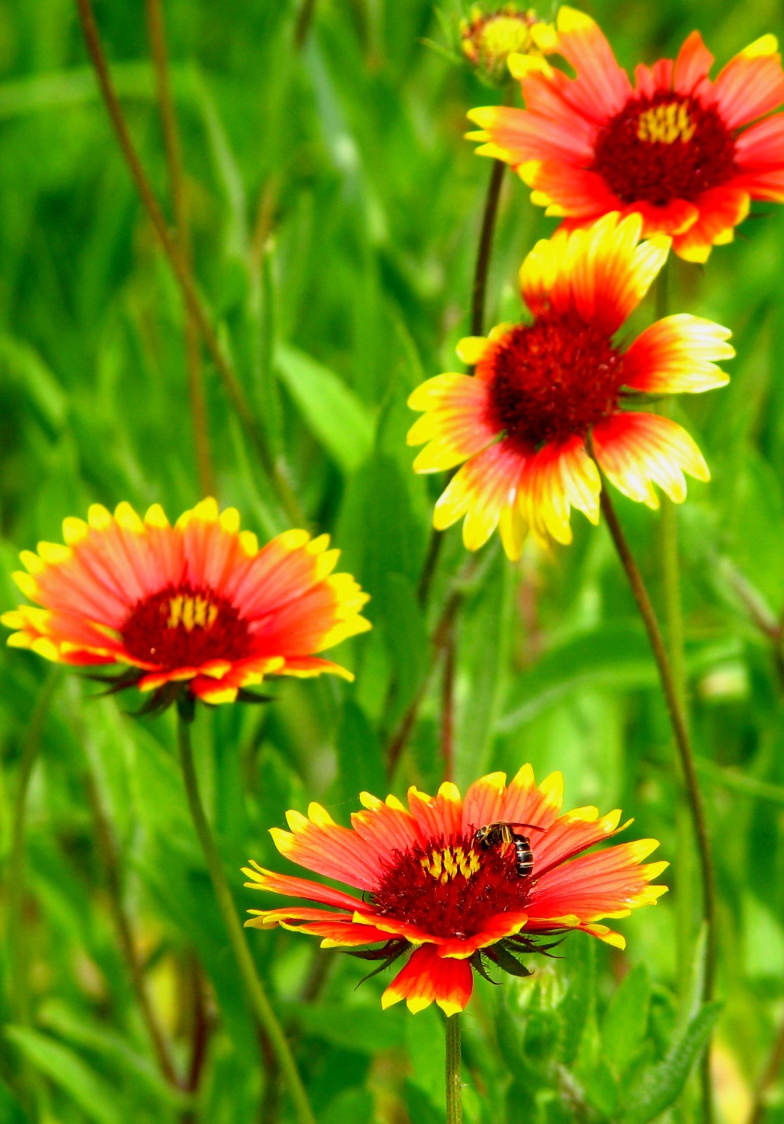 201+INDIAN BLANKET FLOWER Seeds Annual Native Wildflower Drought Heat Container