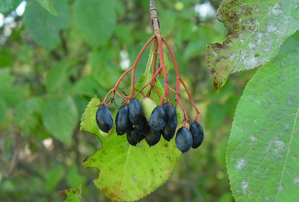 20+ seeds Nannyberry Native Shrub (Viburnum lentago) Edible & Medicinal