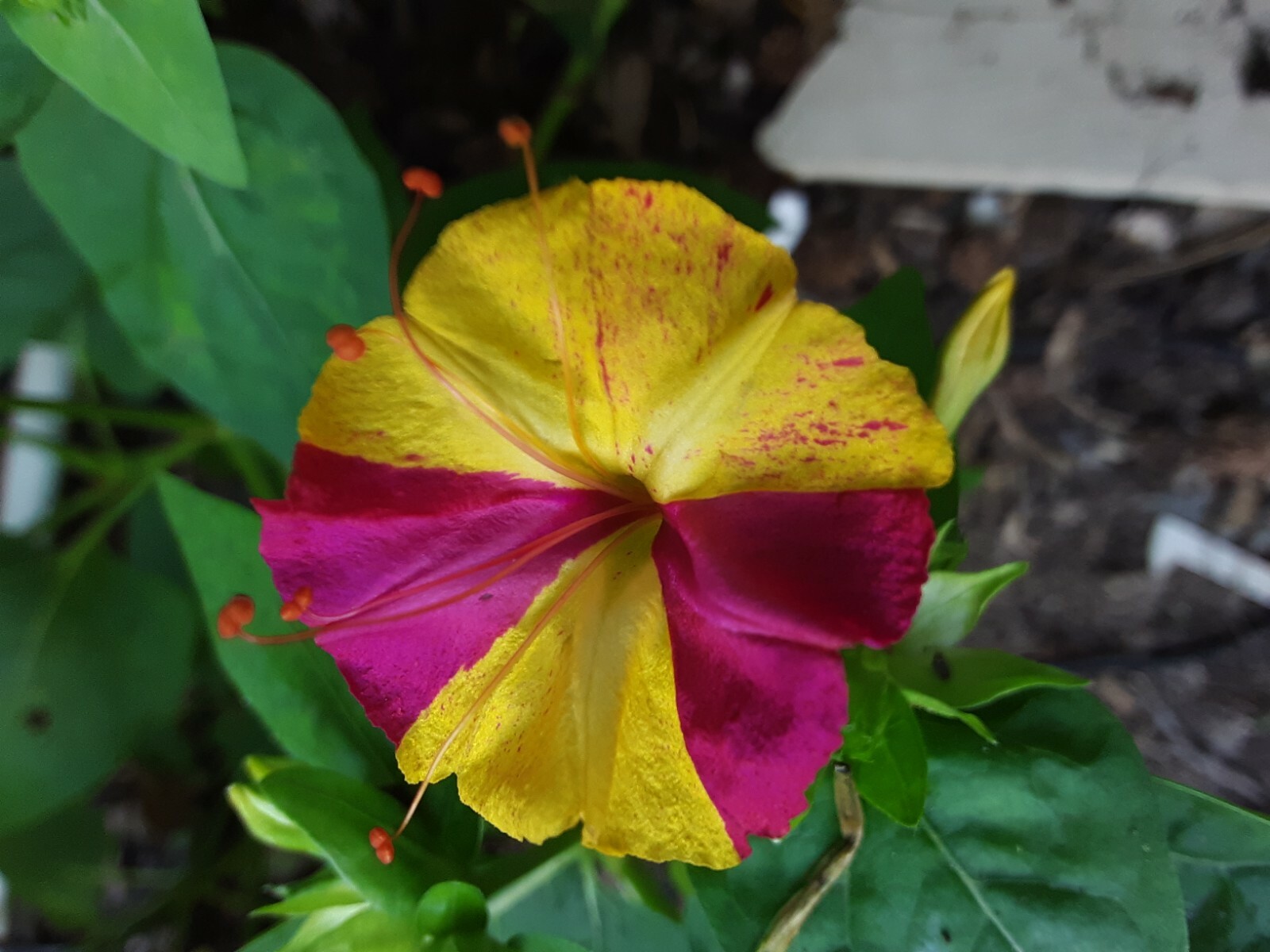 20 Pink-Yellow Four O’clock Perennial Flowers Seeds.