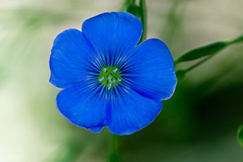 Flax Blue Nice Garden Flower by Seed Kingdom Bulk 5 Lb Seeds