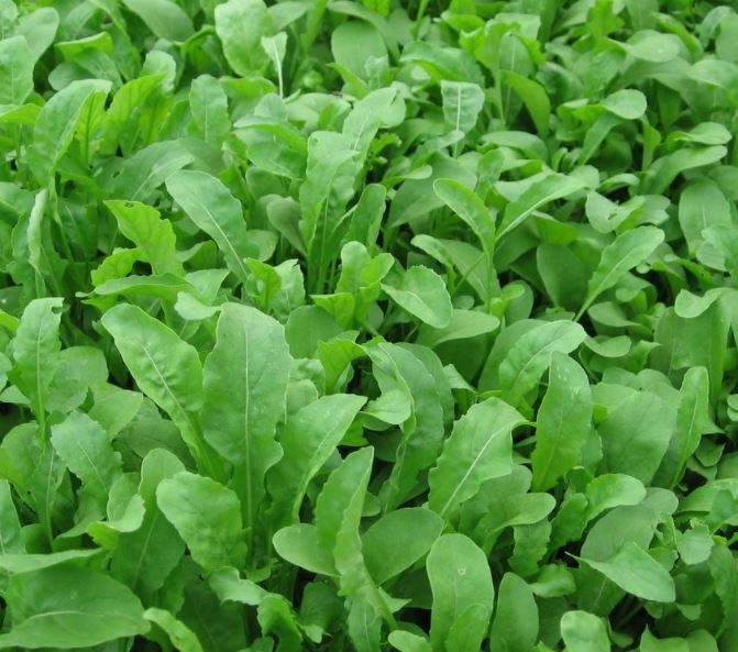 Arugula – Non Gmo – Lettuce & Microgreen Variety – Grows Fast