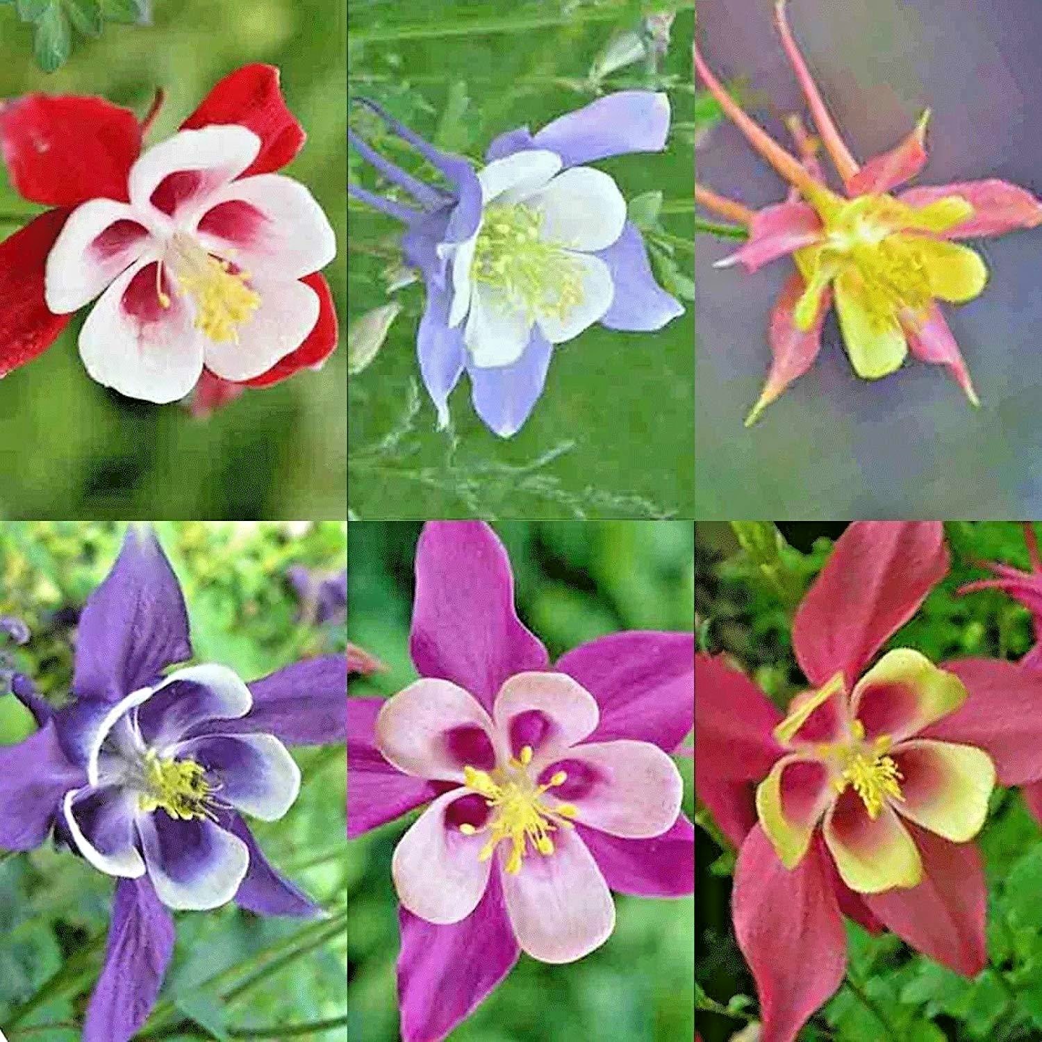 200+COLUMBINE Mix Seeds Perennial Native Wildflower Shade Garden Container Easy