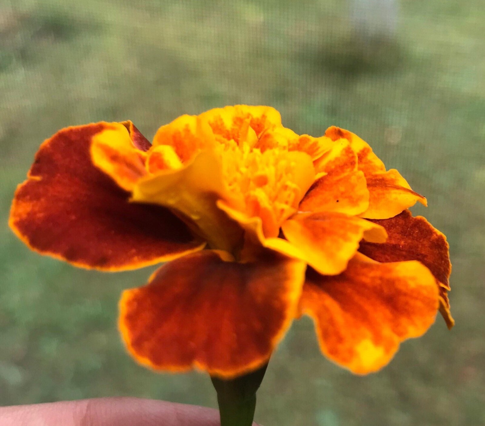 French Marigold Sparky Mix, Beautiful Colors, Garden Pest Deterrent, FREE SHIP
