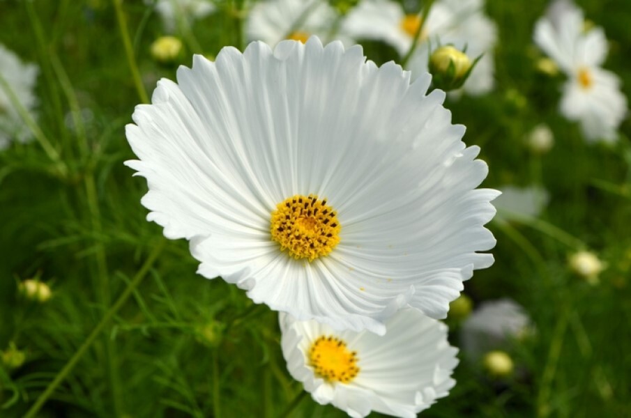 Cosmos Cupcake White Seeds – 25 Seeds Per Packet, Non-GMO