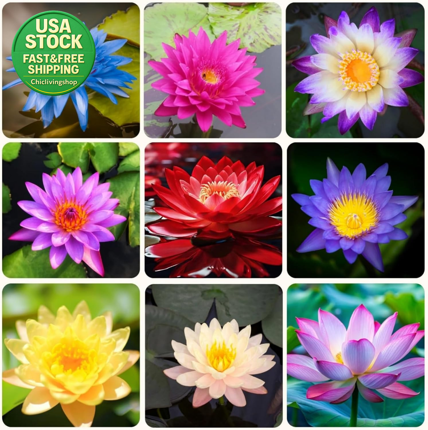 Semillas De Loto Mixtas 35+ Para Jardín Acuático Plantas Ornamentales