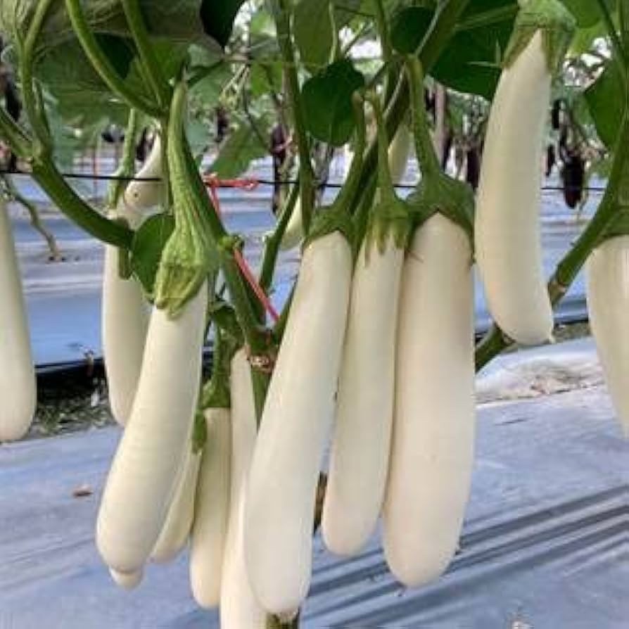 100++ Organic Thai Long White Eggplant, Long Snowy White Eggplant Seeds