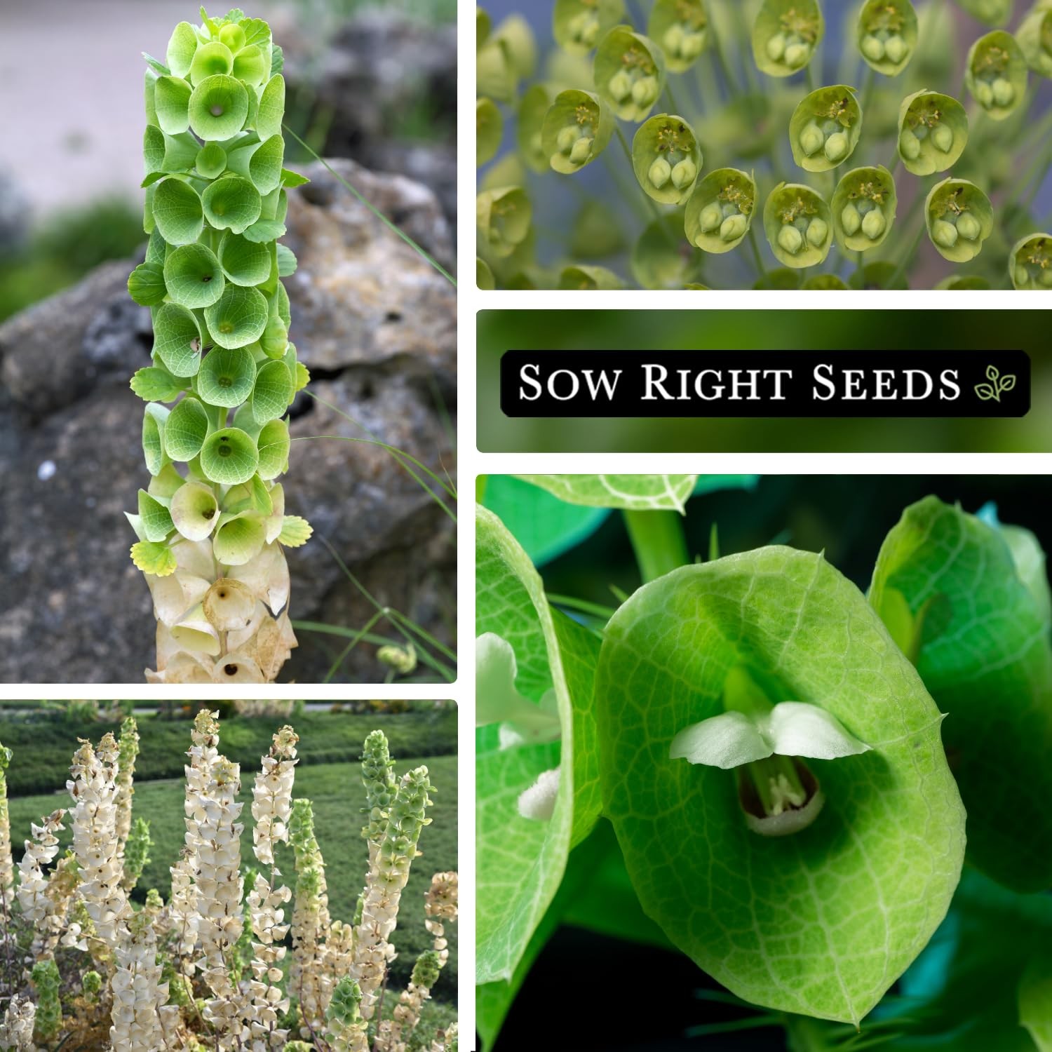 Sow Right Seeds – Bells of Ireland Flower for Planting – Unique green
