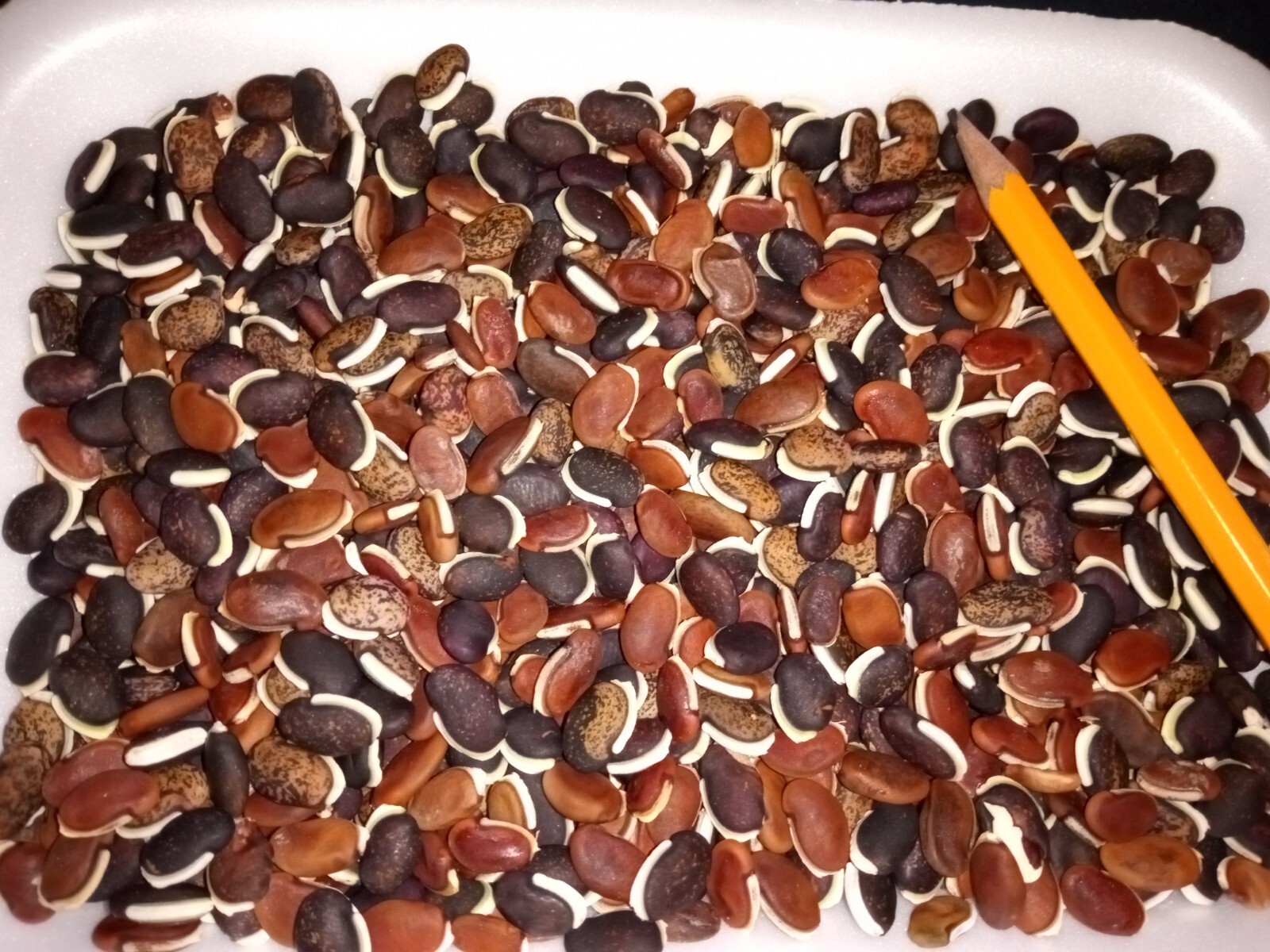 20 Purple Hyacinth Bean Seeds(Lablab purpureus) Grown In USA.