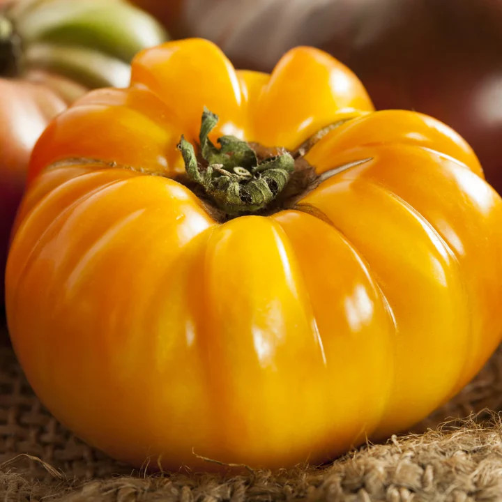 Yellow Brandywine Tomato Seeds | Golden Beefsteak Tomatoes Vegetable Seed 2024
