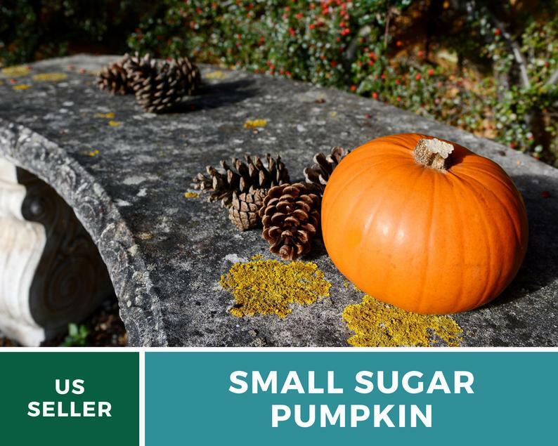 Pumpkin, Small Sugar – 15 Heirloom Seeds – GMO Free (Cucurbita pepo)