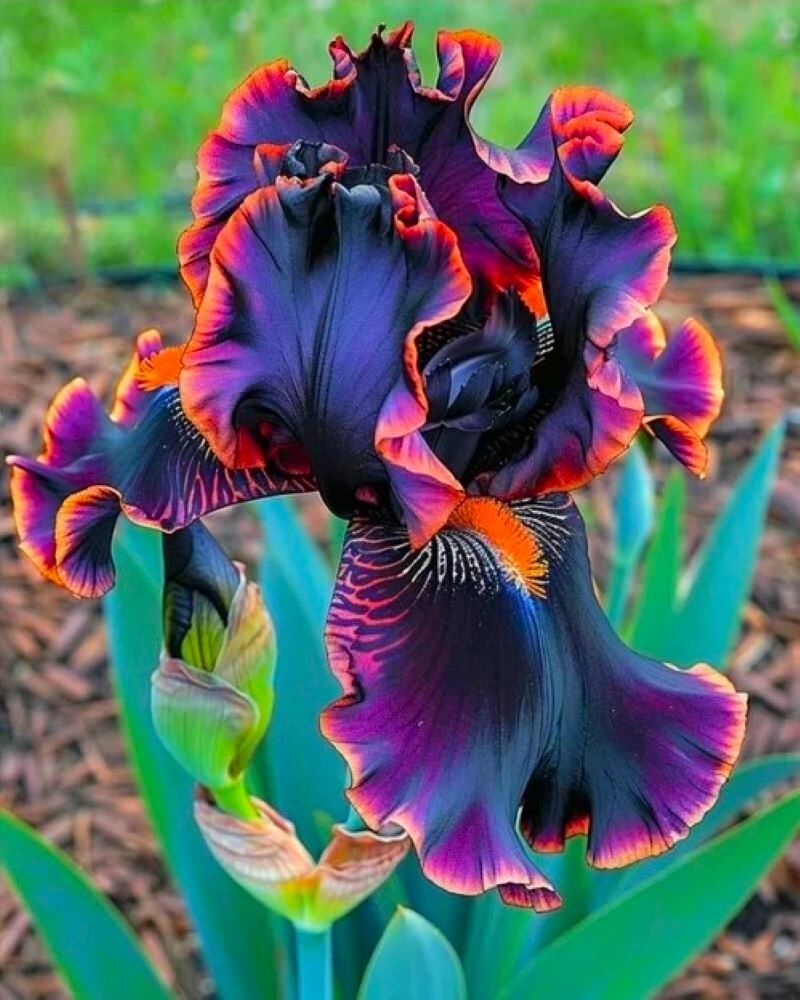 50 Iris Flower Seeds Much Less Money Than Bulbs..
