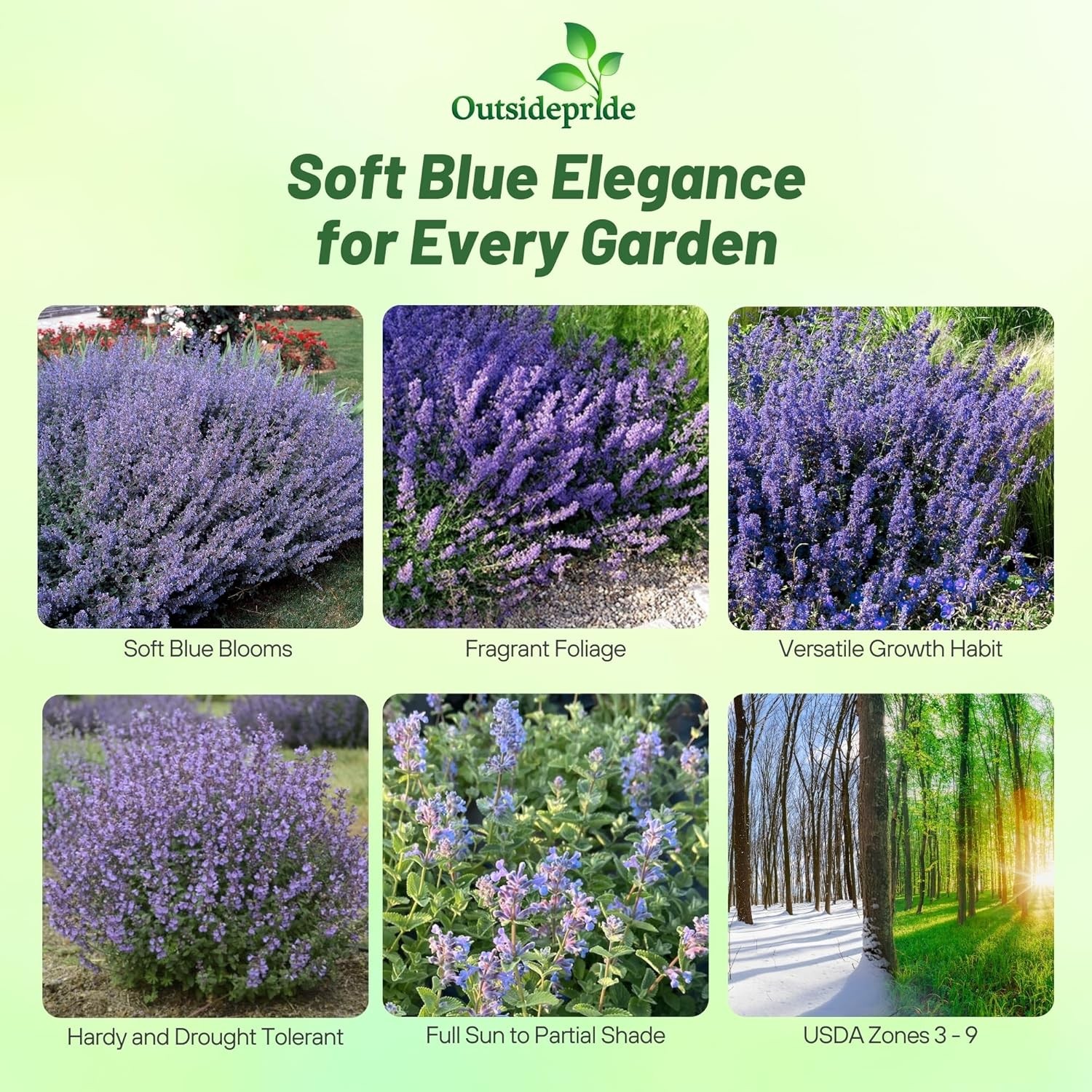 2000 Seeds Blue Catmint Seeds For Planting | Perennial Nepeta Flower Seeds