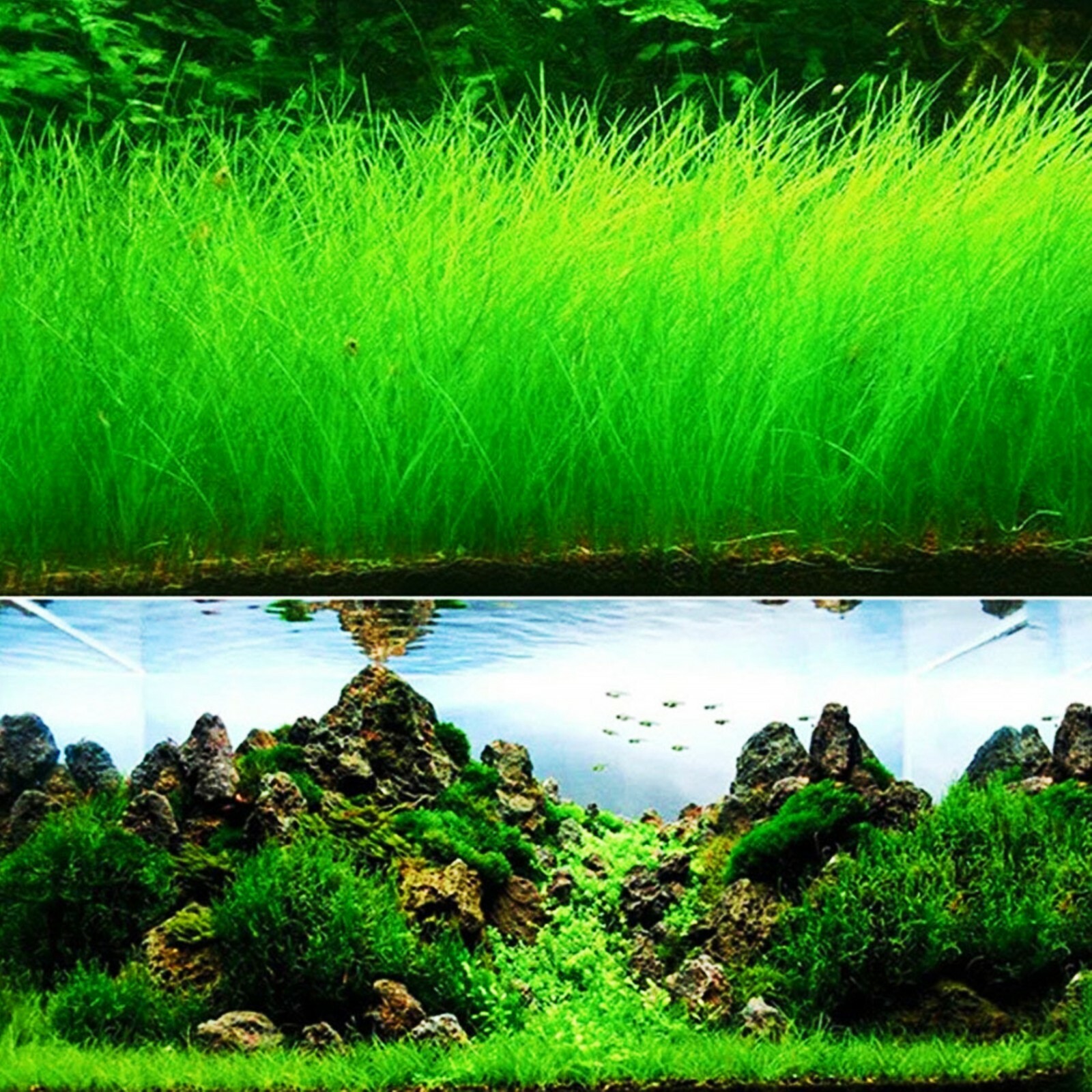 NEW LIVE AQUARIUM PLANT Seeds Fish Tank Water Grass Ground Covering Plants