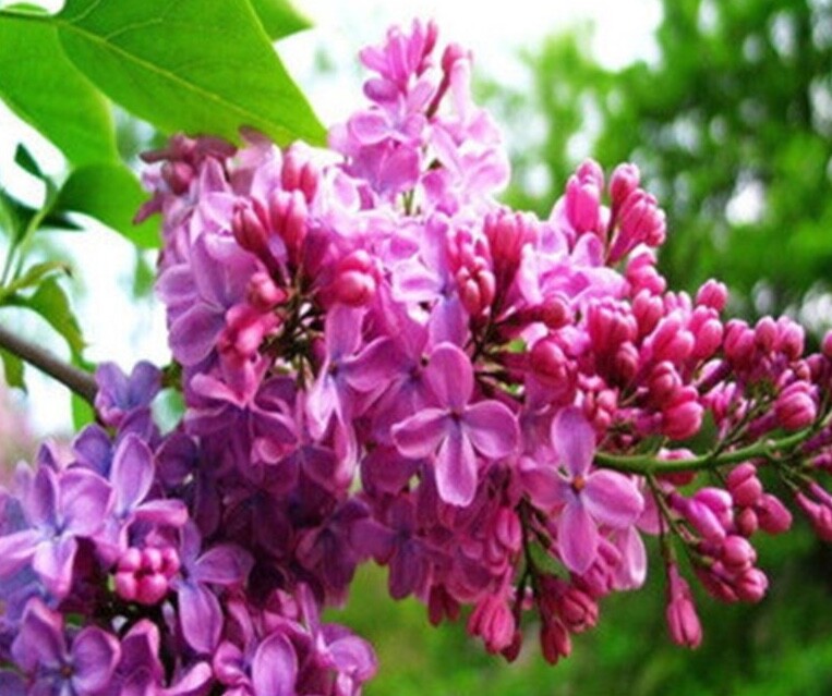 20 EXOTIC LILAC SEEDS for garden rare bloom flower plant bush USA SELLER USPS