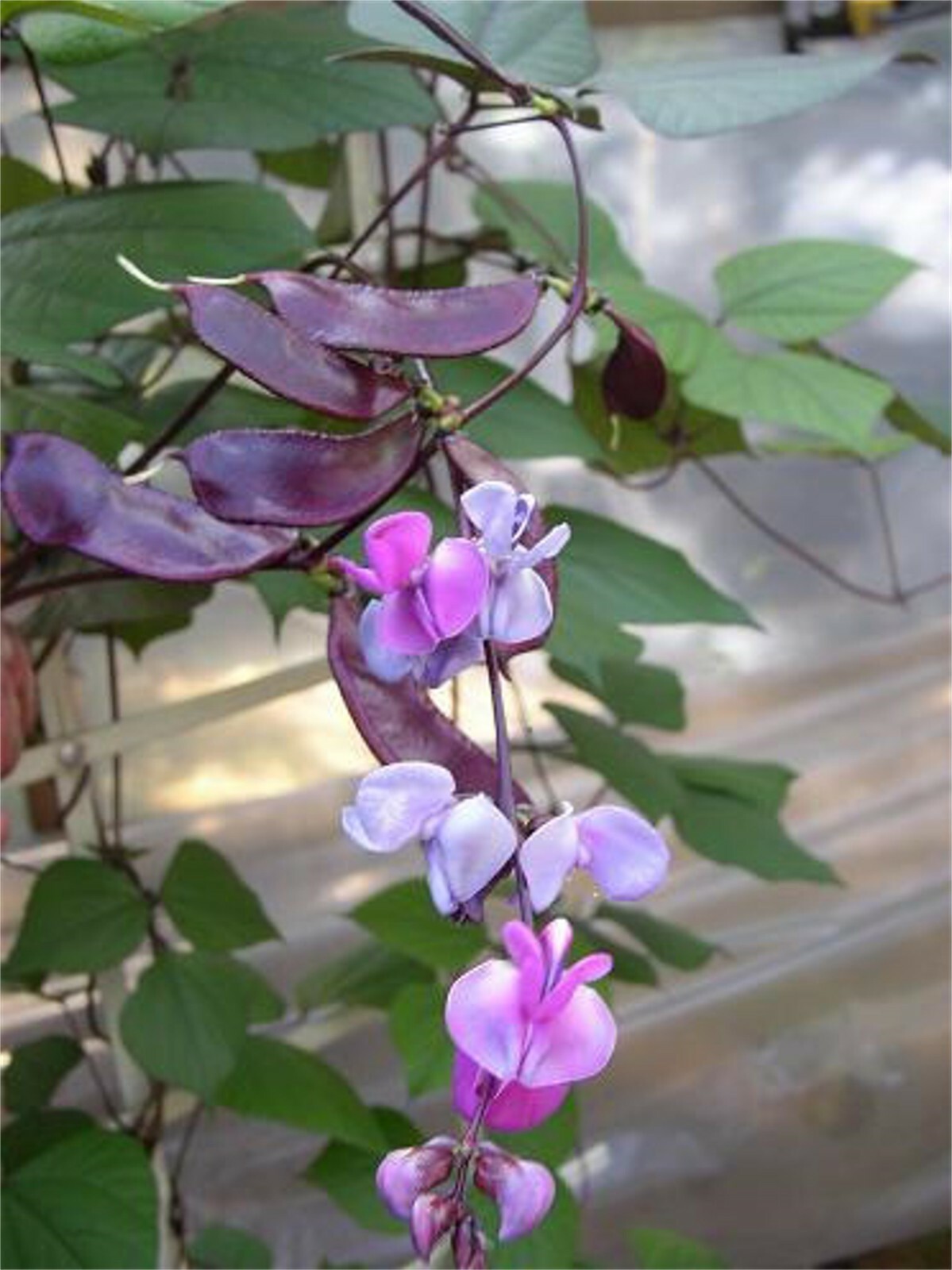 Lablab Purpureus 10 Seeds, Hyacinth Bean, Dolichos Vine, Ships From The USA