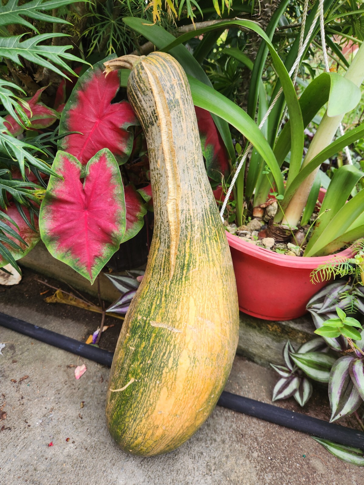 Seeds from Puerto Rico, Organic, NON-GMO, Sofrito, garden, hydroponic, aji dulce