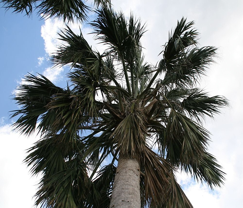 Sabal domingensis “Hispaniola palmetto” Palm Cold Hardy to 15F! Palm – 25 seeds