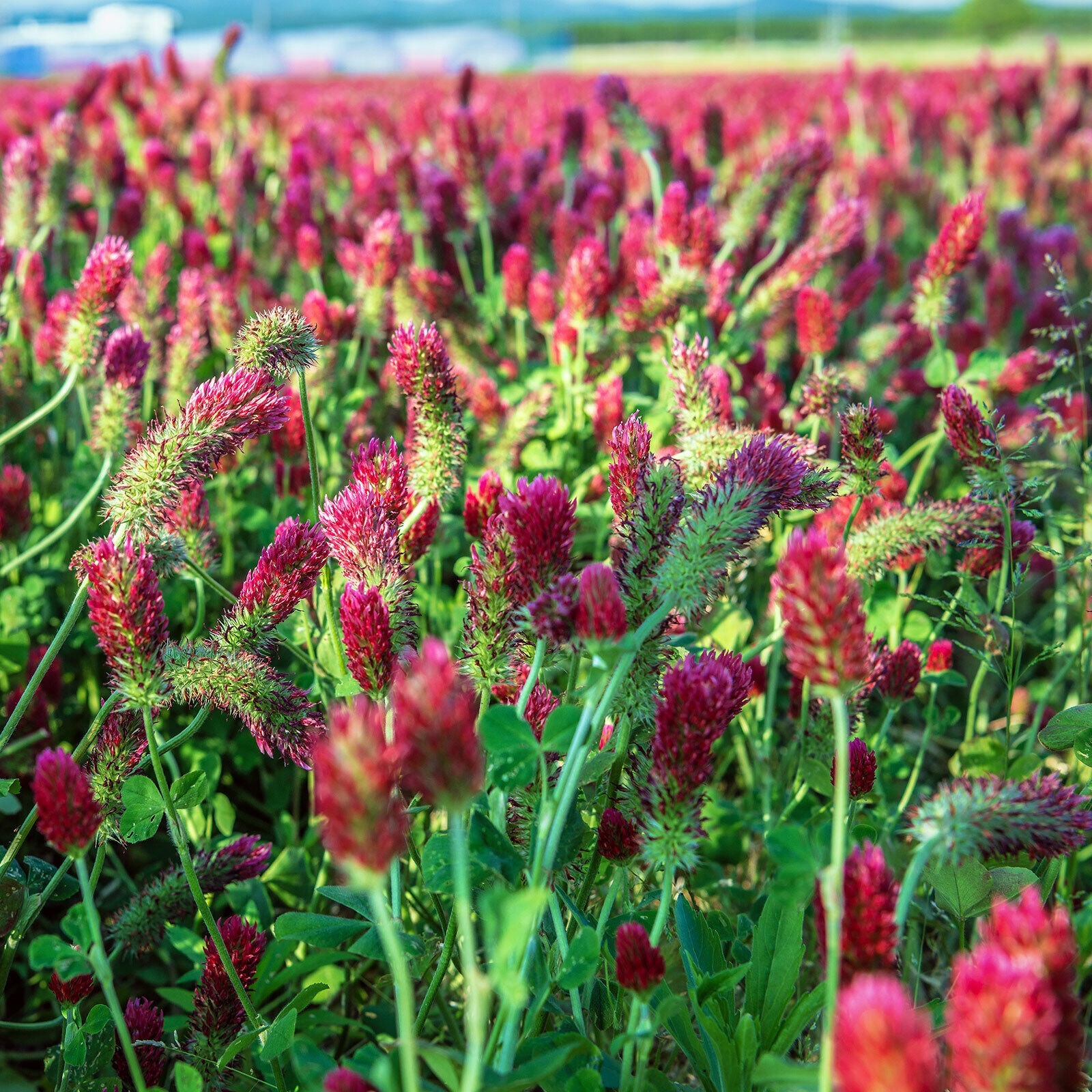 Clover CRIMSON RED Flowers legume adds Nitrogen Pollinators 1000+ Seeds!