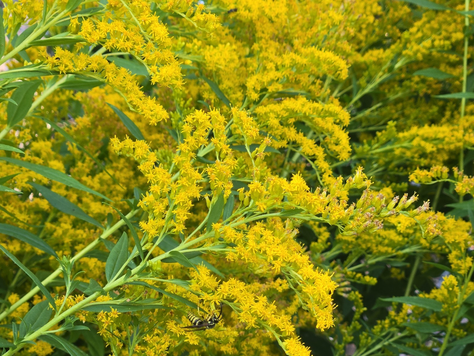 Canadian Goldenrod Seeds/1/4 teaspoon +/Solidago canadensis/Native US Plant