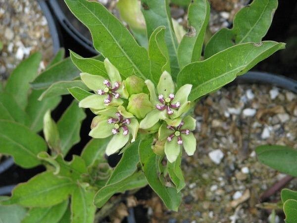 Asclepias viridis | Green Antelopehorn Milkweed | 10 Seeds