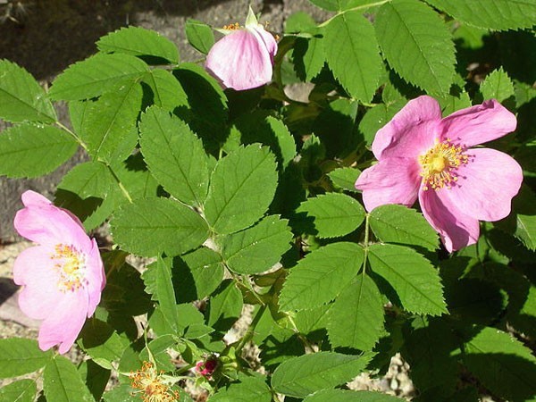 Rosa woodsii | Woods’ Rose | 20 Seeds