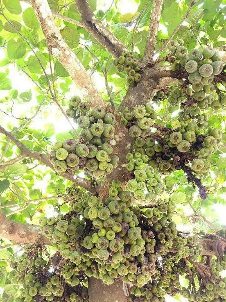 Ficus racemosa | Cluster or Indian Fig Tree | Audumbara | 100 Seeds