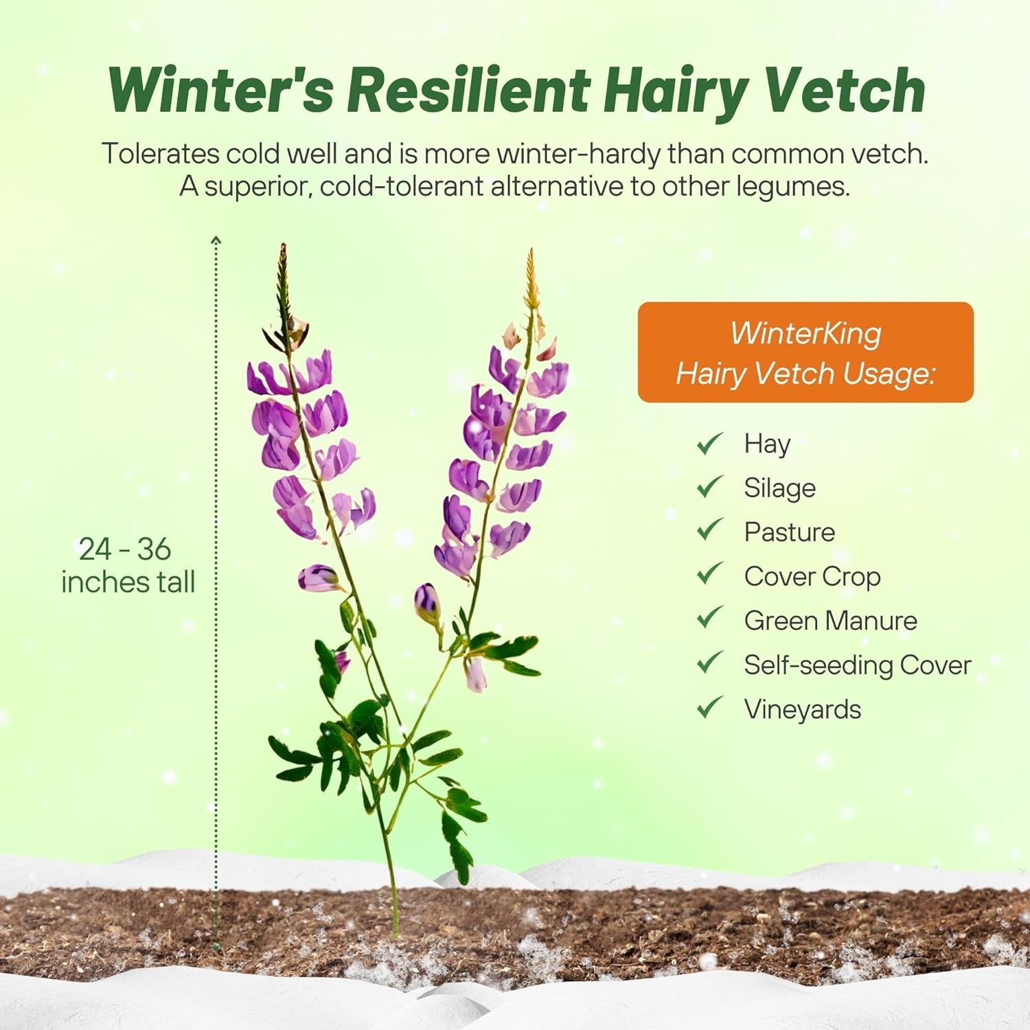 1 LB – Inoculated Hairy Vetch Seeds – Bulk Legume & Cover Crop Seed For Planting