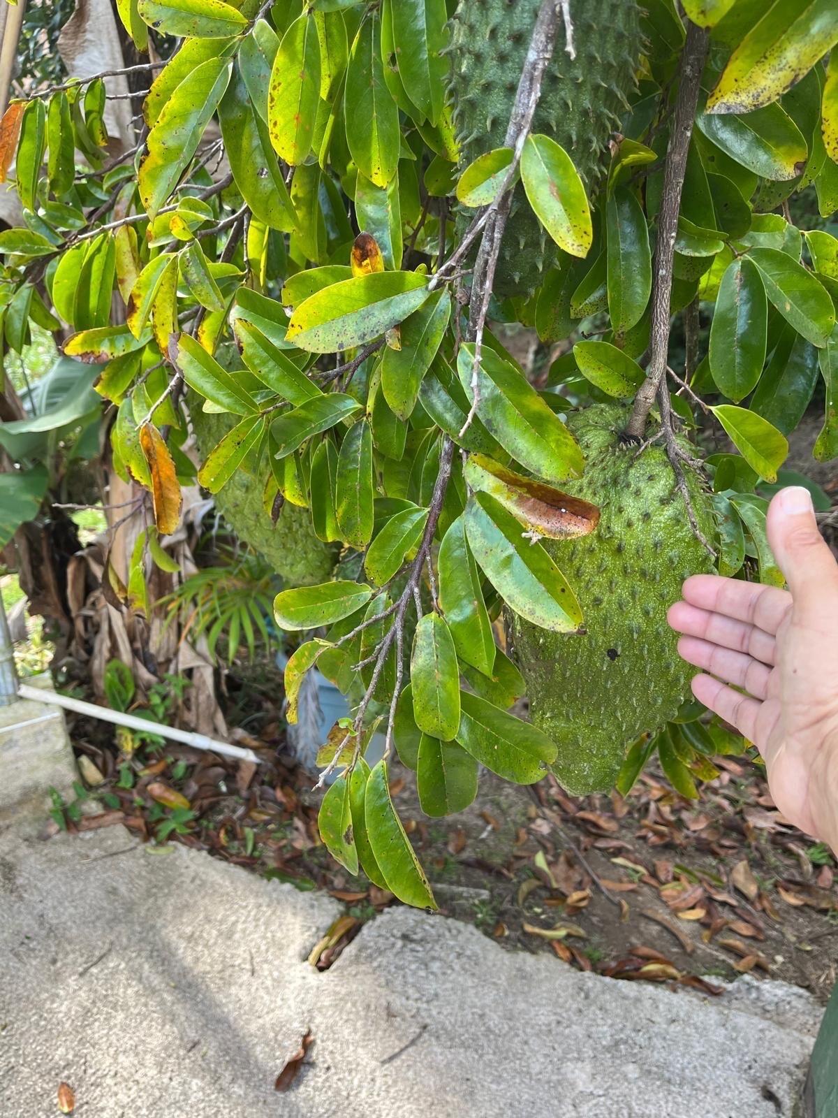 Soursop, Guanabana, Annona Muricata, Organic, 20 Seeds From Puerto Rico 🇵🇷 US