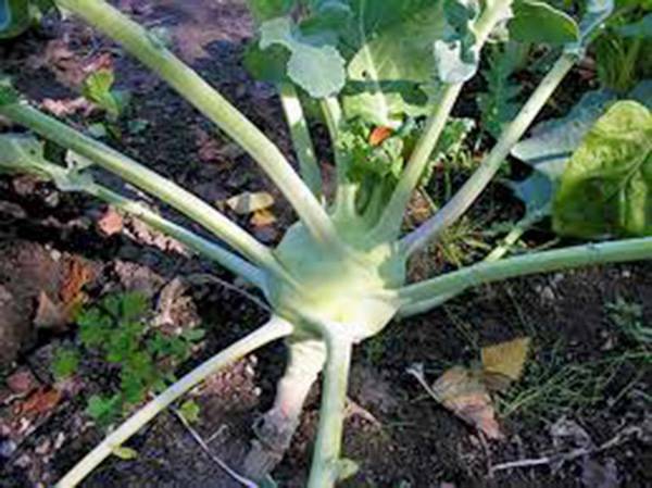 KOHLRABI SEED, EARLY WHITE VIENNA, HEIRLOOM, NON GMO, 50+ SEEDS,