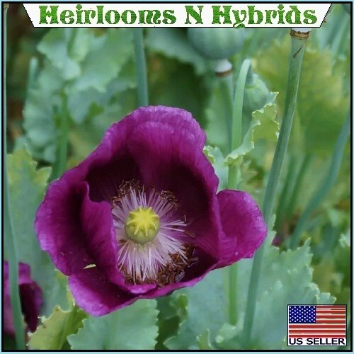 Lauren’s Grape Papavaer Somniferum Poppy Seeds. 5,000 Heirloom Organic Non-GMO