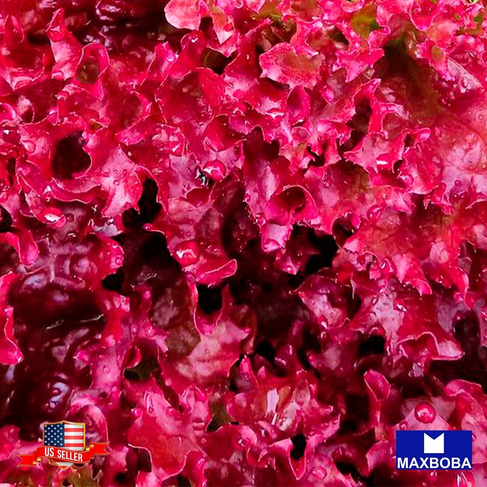 200 Leaf – Ruby Red Lettuce Seeds Non-GMO Heirloom Vegetable Fresh BTGO 75% OFF