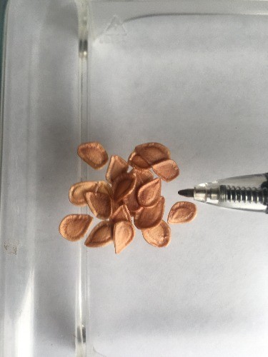 Fritillaria pluriflora | Adobe Lily | 5 Seeds