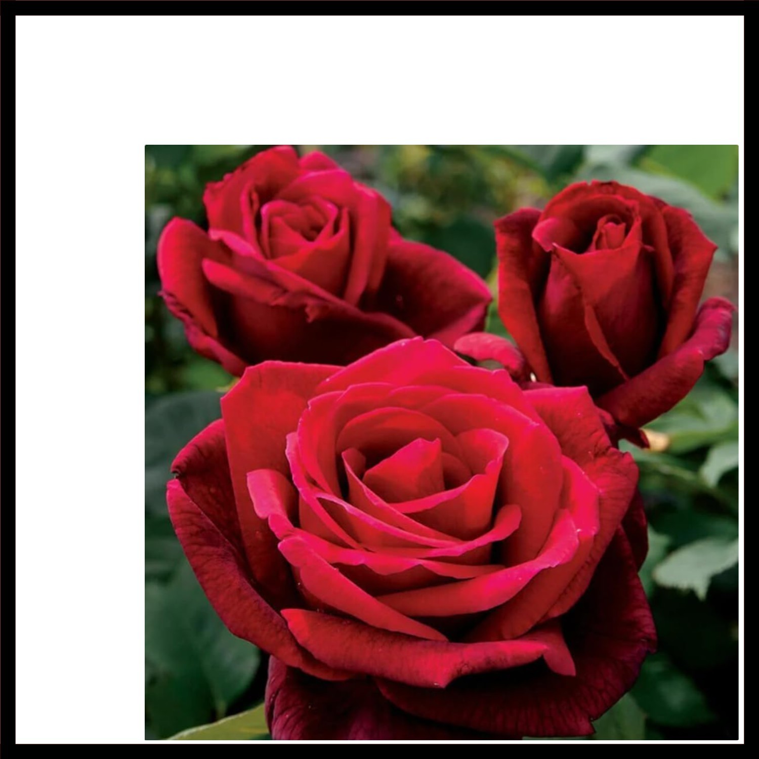 100PCS Double Red Rose Seeds Hybrid Rose Garden Flowering Bush Seeds Heirloom