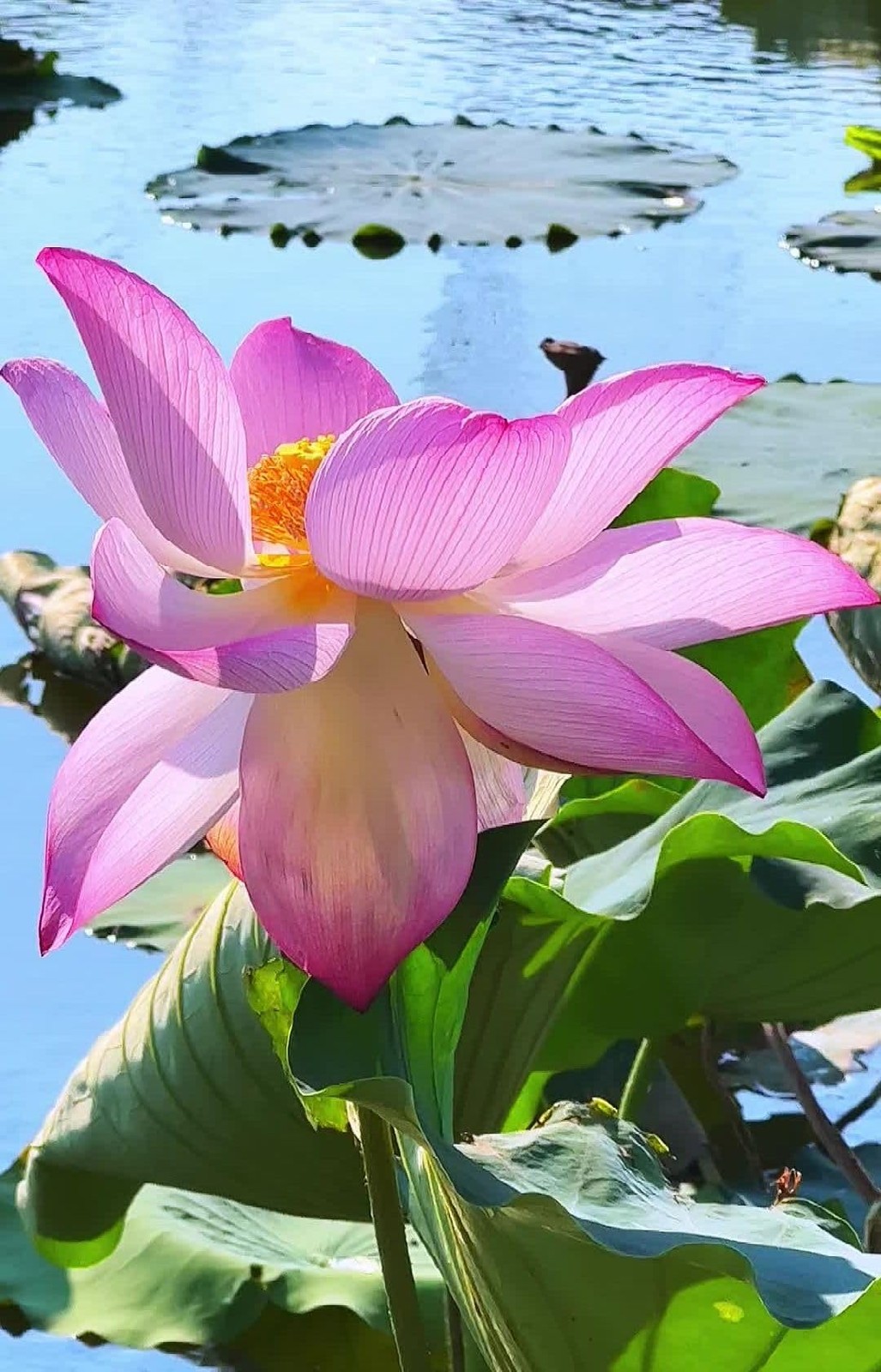 35 pcs Mini Lotus Seeds Variety Pack – Bonsai Lotus, Water Lily Garden Seeds …