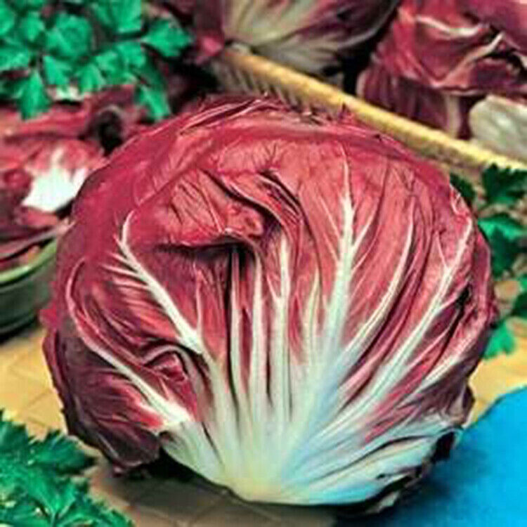 SCARBOROUGH SEEDS RADICCHIO PALLA ROSA 500 SEEDS-HEIRLOOM-NON-GMO-FREE SHIPPING