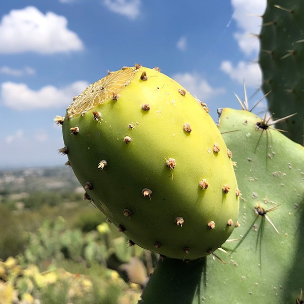 15 Seeds White Fruit Prickly Pear Cactus Seeds. 15 Semillas Nopal Tunero BLANCO