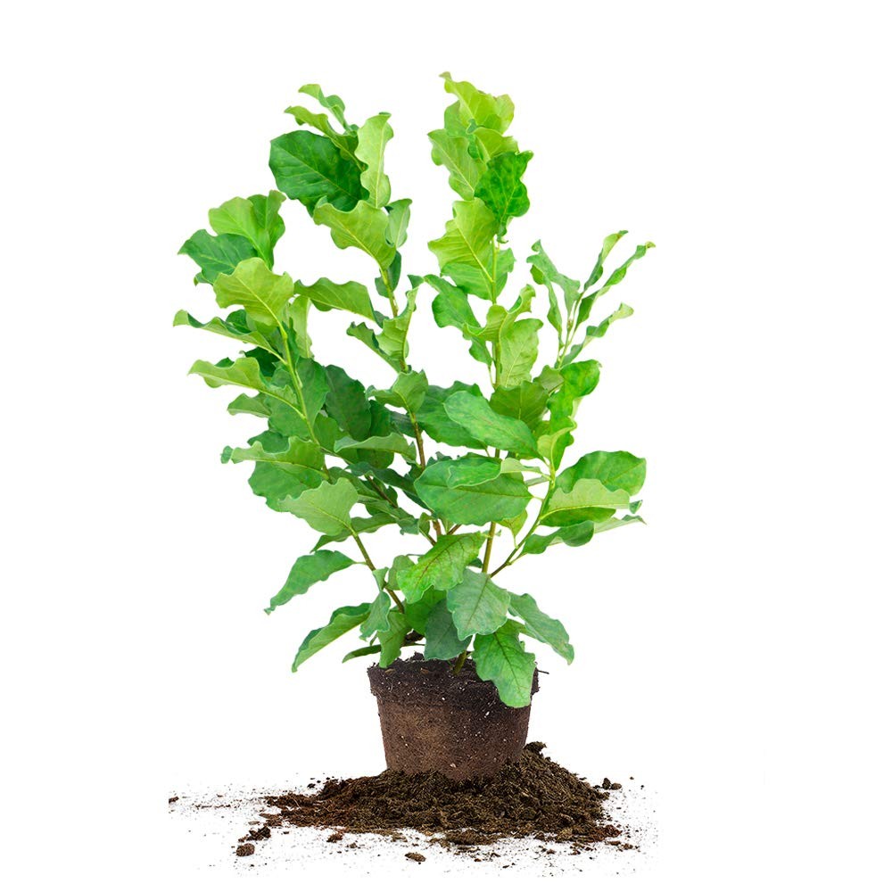 Magnolia Live Plant, 1 Gallon with Care Guide Perfect for Your Garden