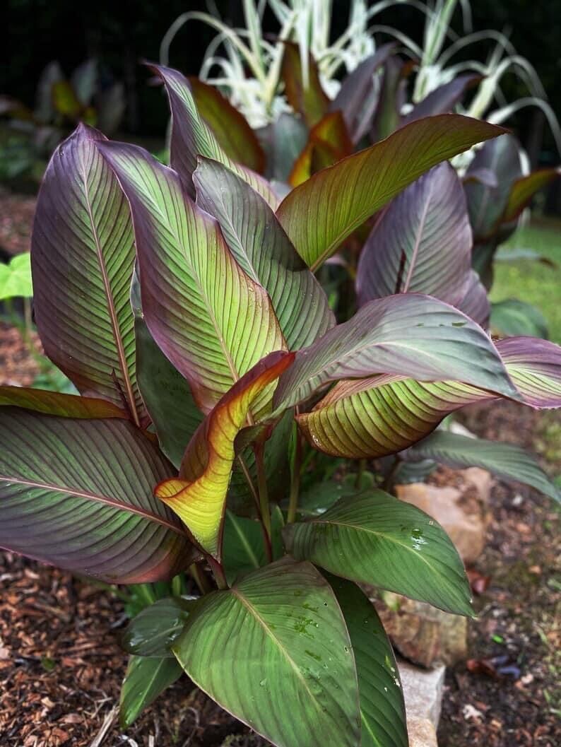 Canna Lily 3 Rhizomes Tropical Bronze Purple Variegated Leaves Cold Hard