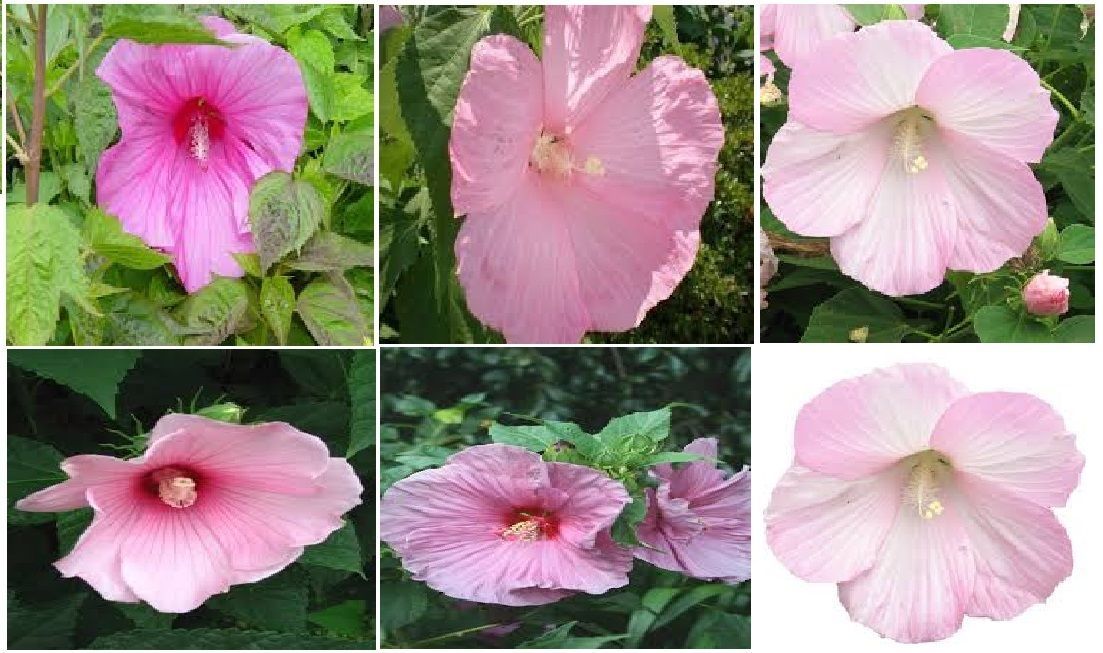LOT OF 4 DIFFERENT KINDS OF True Pererial Hibiscus Flowers Over 200 Seeds 4 U #4