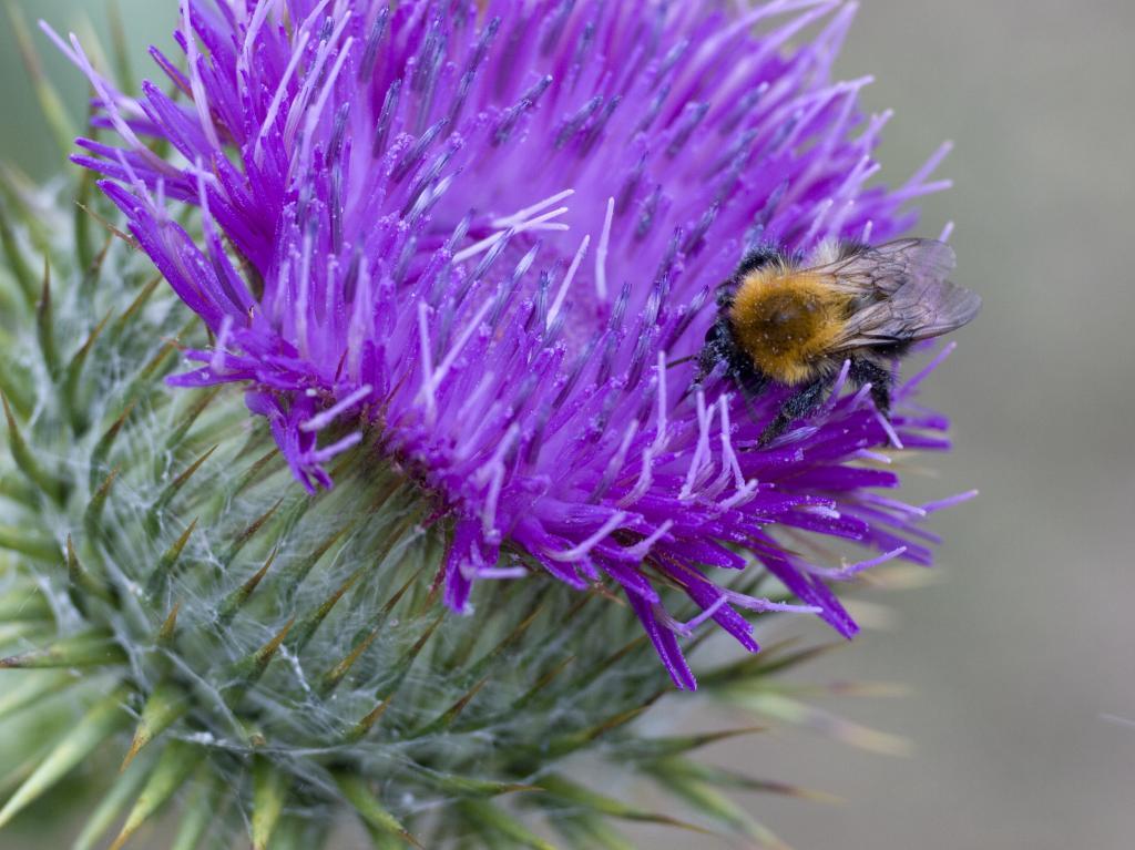 Silybum marianum MILK THISTLE – SEEDS!