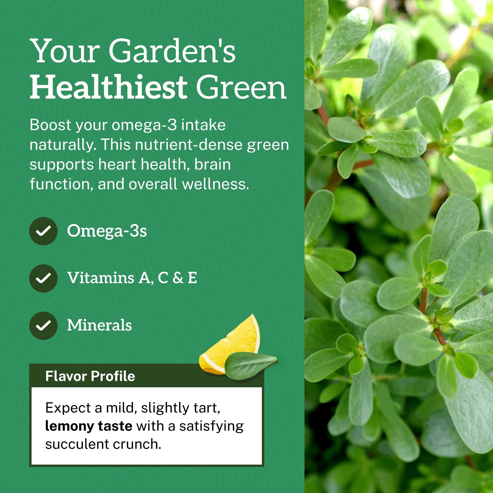 Purslane Seeds for Planting 1 Gram Packet, 2000+ NonGMO Heirloom Seeds, High…