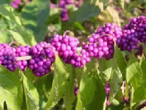 American Beauty Berry – Callicarpa americana – 25 seeds – beautyberry