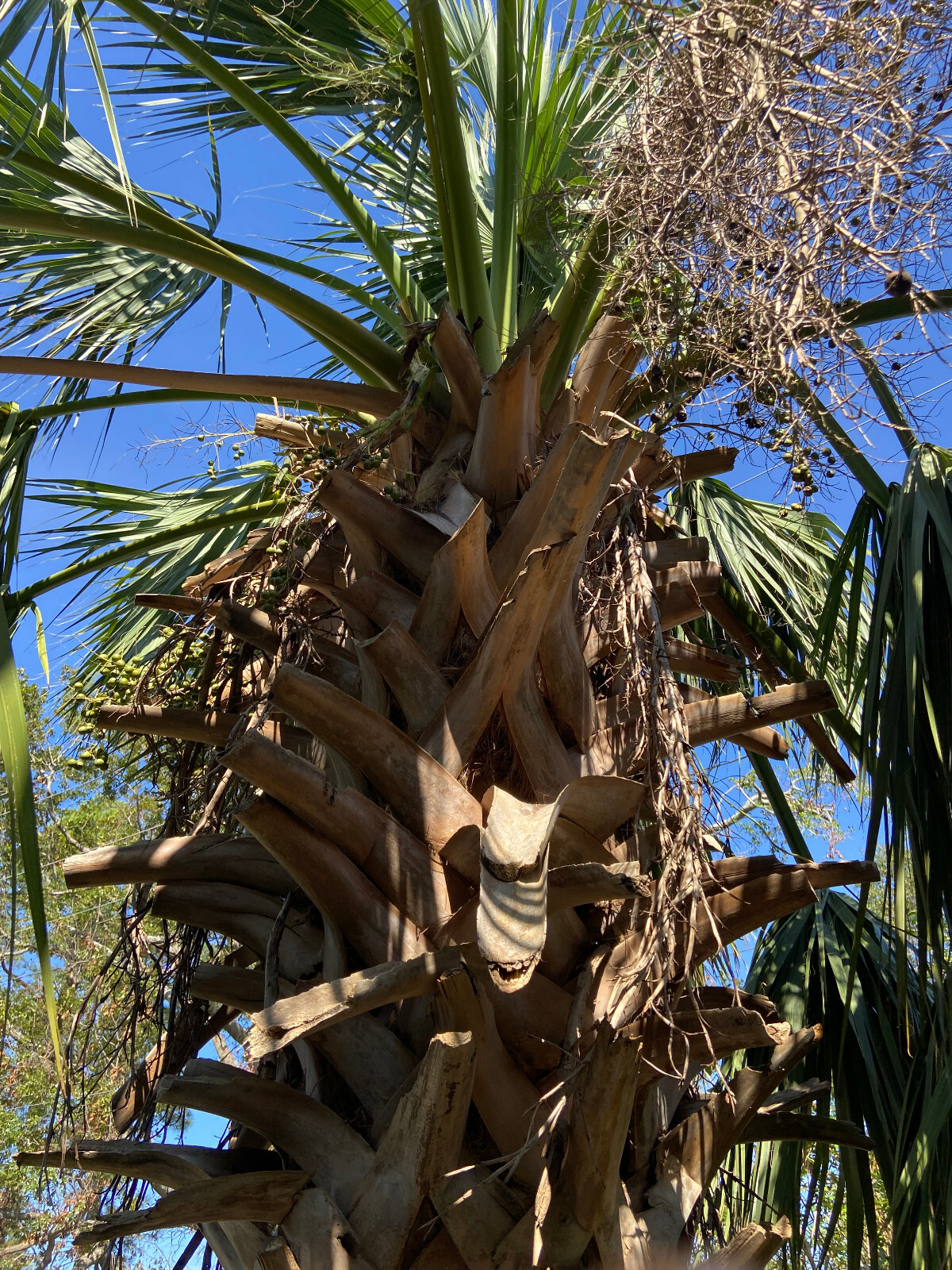 Sabal pumos (Royal Palmetto) Seeds! Very Rarely Offered!!!